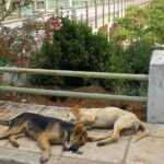 Πάτρα: Σφοδρή αντιπαράθεση για τα αδέσποτα στο Πανεπιστήμιο με άδικη μήνυση στον Πρύτανη