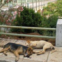 Πάτρα: Σφοδρή αντιπαράθεση για τα αδέσποτα στο Πανεπιστήμιο - Η μήνυση στον Πρύτανη και οι ευθύνες 2 Δημόσια διαμαρτυρία στο Πανεπιστήμιο Πατρών κατά της διαχείρισης …