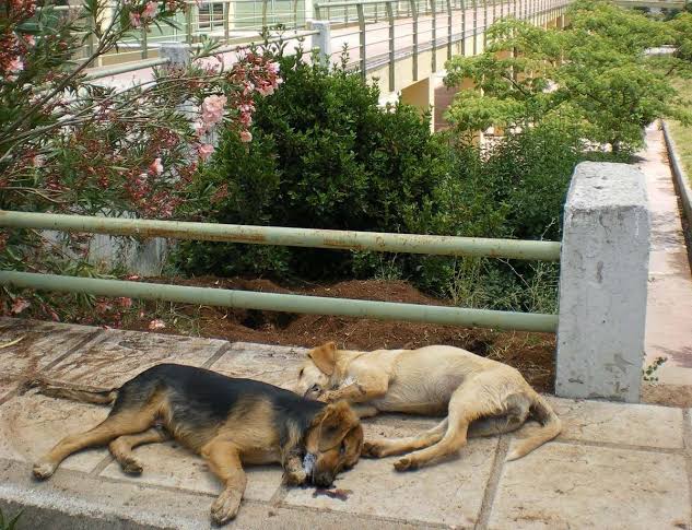 Δημόσια διαμαρτυρία στο Πανεπιστήμιο Πατρών κατά της διαχείρισης …