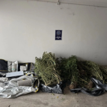 Είχαν στήσει εργαστήριο κάνναβης σε αυλή σπιτιού στον Κάλαμο ΦΩΤΟ