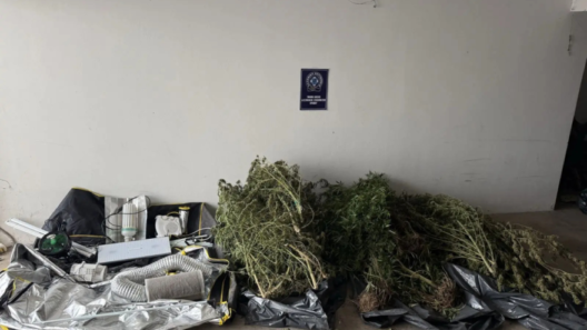 Είχαν στήσει εργαστήριο κάνναβης σε αυλή σπιτιού στον Κάλαμο ΦΩΤΟ