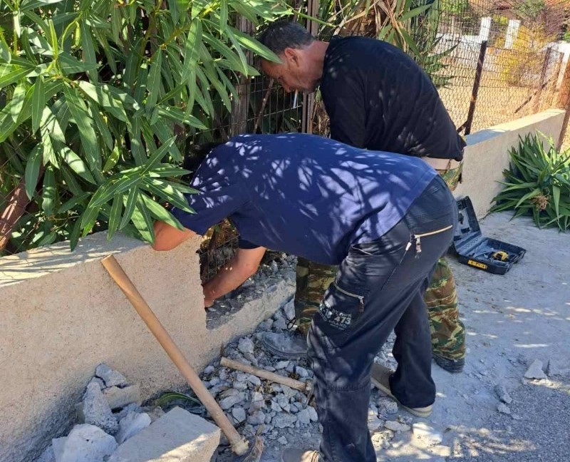 Δέντρο που κόβεται παράνομα στο κέντρο της Κλειτορίας