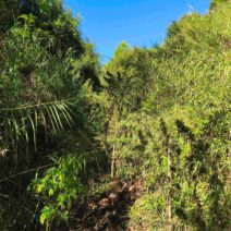 Ηλεία: Μίνι χασισοφυτεία μέσα σε δάσος - Μια σύλληψη ΦΩΤΟ 1 Ηλεία: Μίνι χασισοφυτεία μέσα σε δάσος - Μια σύλληψη ΦΩΤΟ